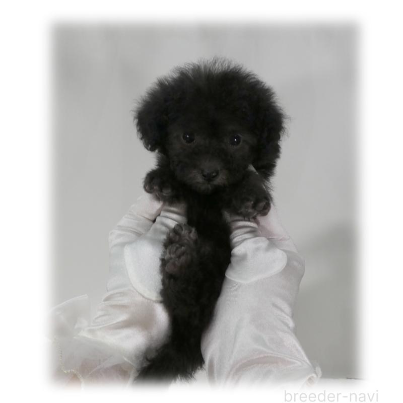 販売中の埼玉県のティーカッププードル-435972の12枚目