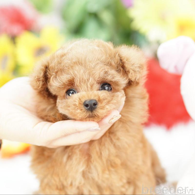 販売中の埼玉県のトイプードル-435971