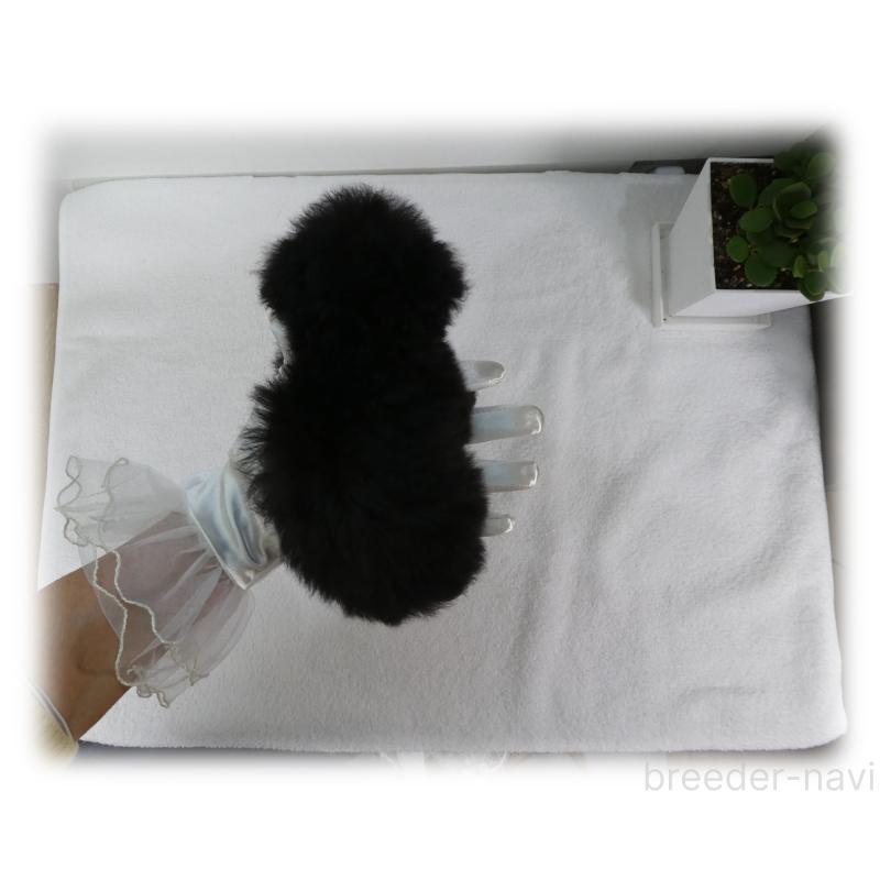 販売中の埼玉県のティーカッププードル-435972の11枚目