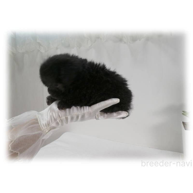 販売中の埼玉県のティーカッププードル-435972の10枚目