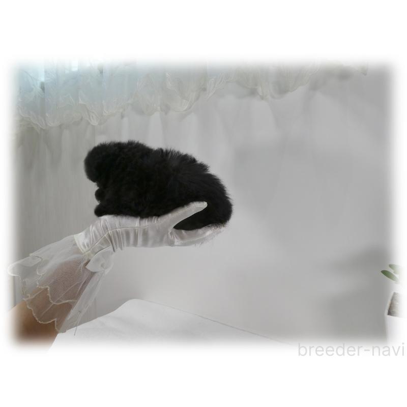 販売中の埼玉県のティーカッププードル-435972の9枚目