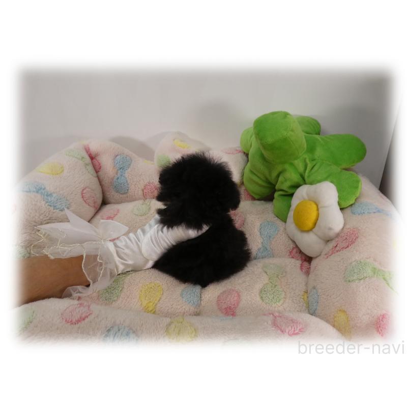 販売中の埼玉県のティーカッププードル-435972の6枚目