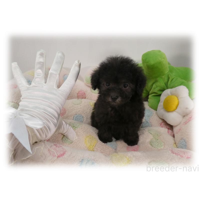 販売中の埼玉県のティーカッププードル-435972の4枚目