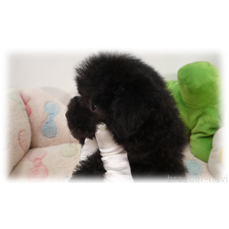 販売中の埼玉県のティーカッププードル-435972の3枚目