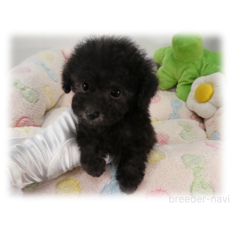 販売中の埼玉県のティーカッププードル-435972の2枚目