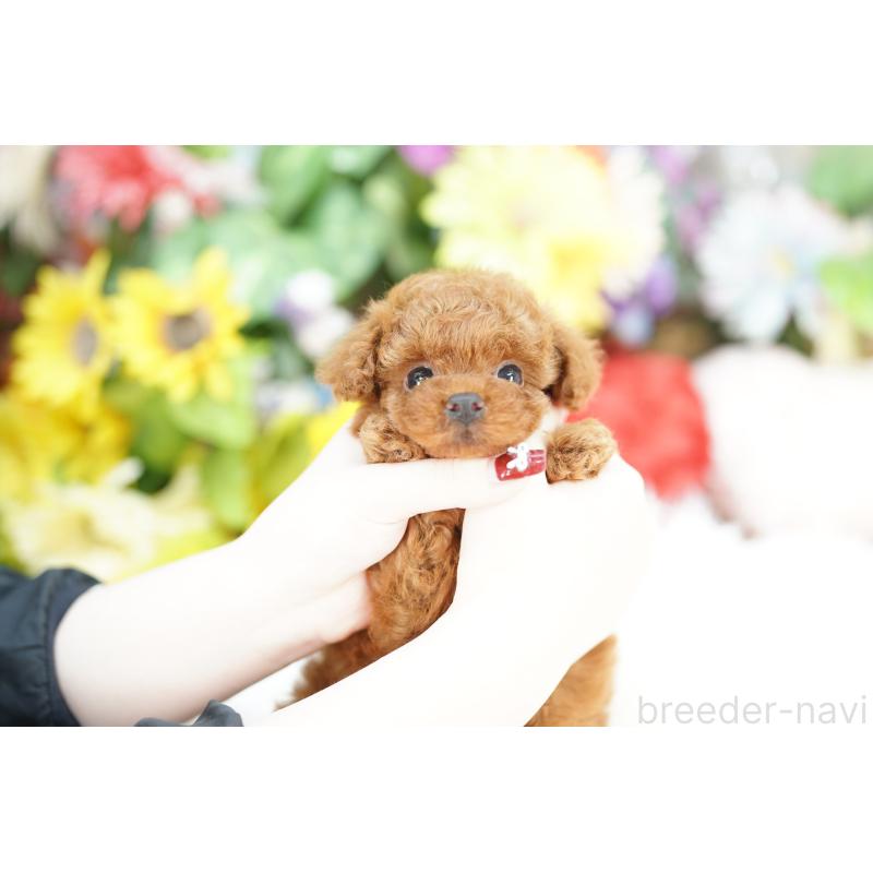 販売中の埼玉県のトイプードル-435973の3枚目