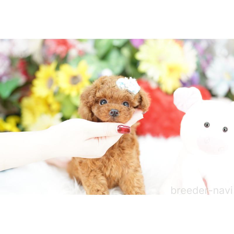 販売中の埼玉県のトイプードル-435973の2枚目