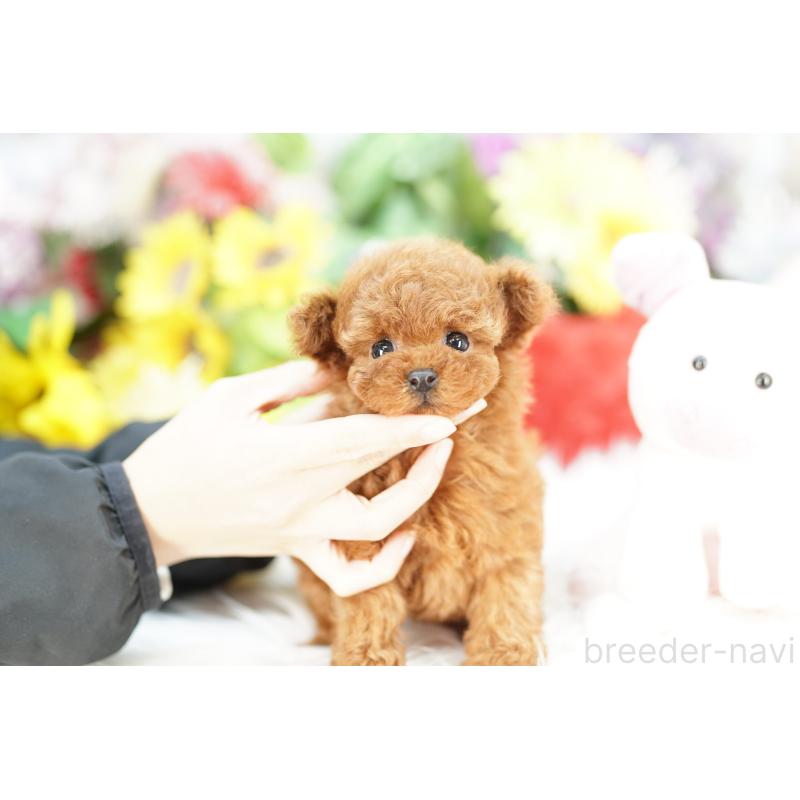 販売中の埼玉県のトイプードル-435974の4枚目