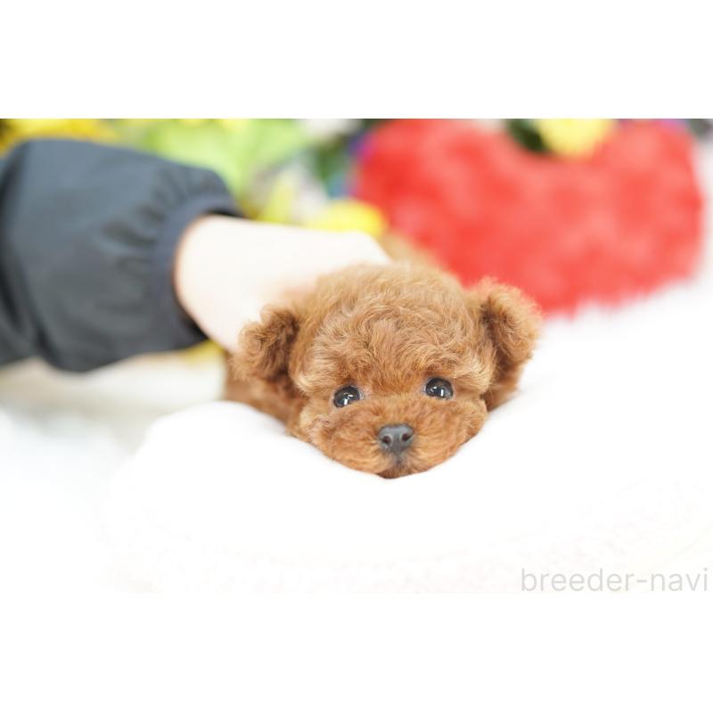 販売中の埼玉県のトイプードル-435974の3枚目