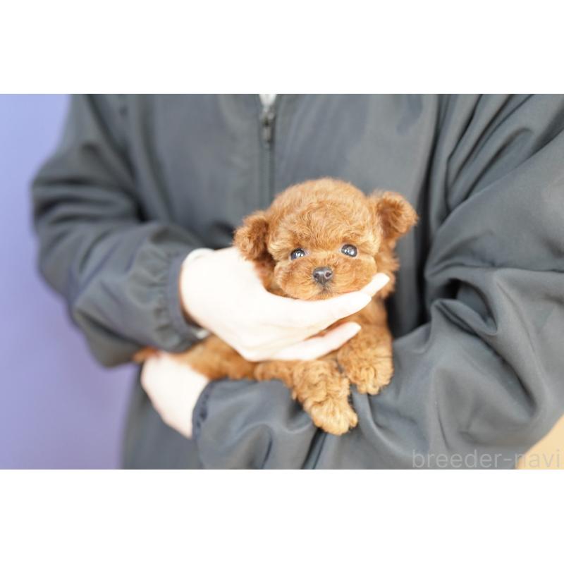 販売中の埼玉県のトイプードル-435974の2枚目