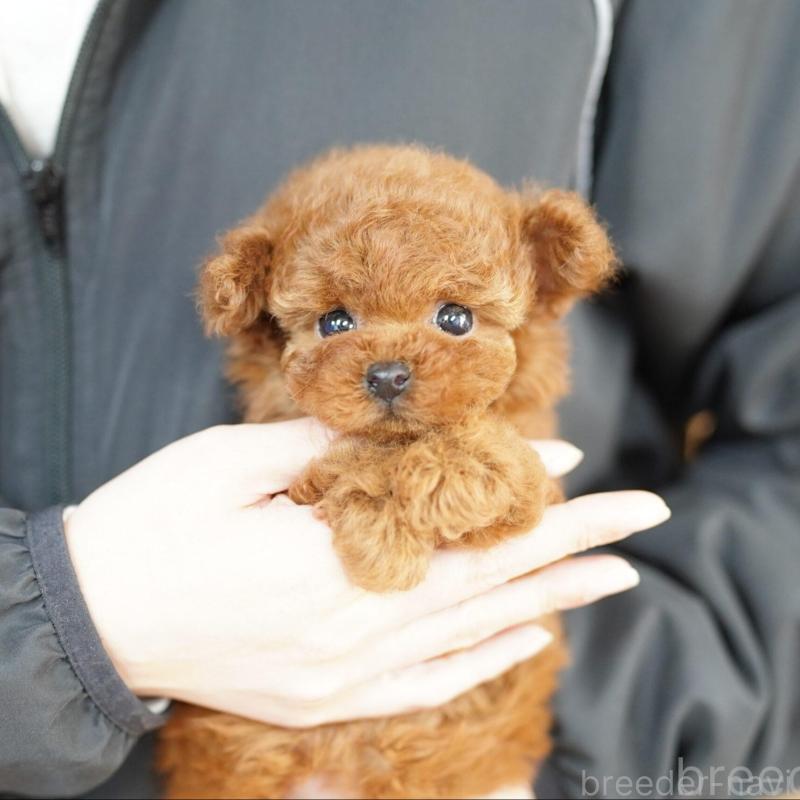 販売中の埼玉県のトイプードル-435974