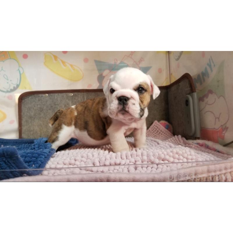 販売中の京都府のブルドッグ-427905の7枚目
