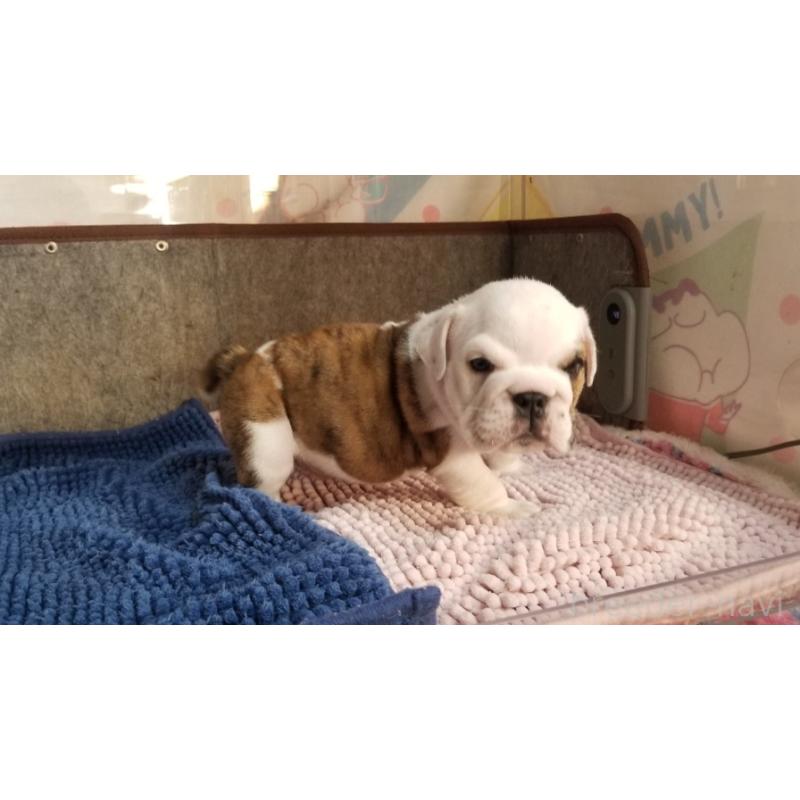 販売中の京都府のブルドッグ-427905の6枚目