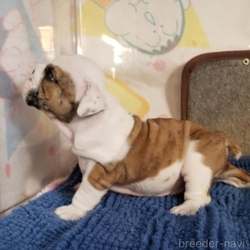 販売中の京都府のブルドッグ-427905の5枚目