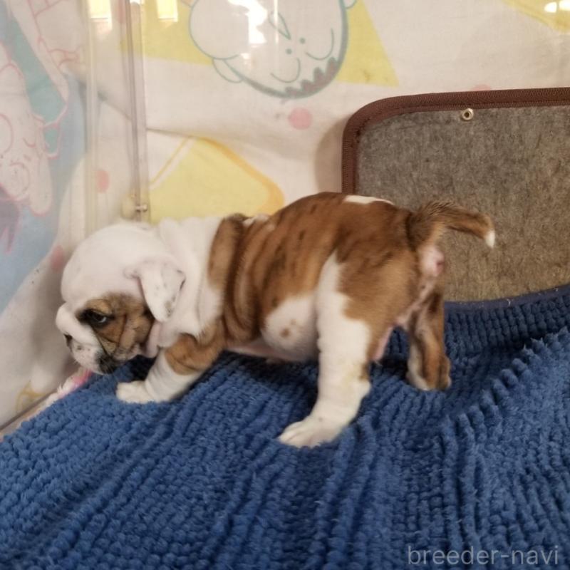 販売中の京都府のブルドッグ-427905の4枚目