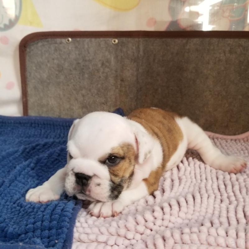 販売中の京都府のブルドッグ-427905の3枚目