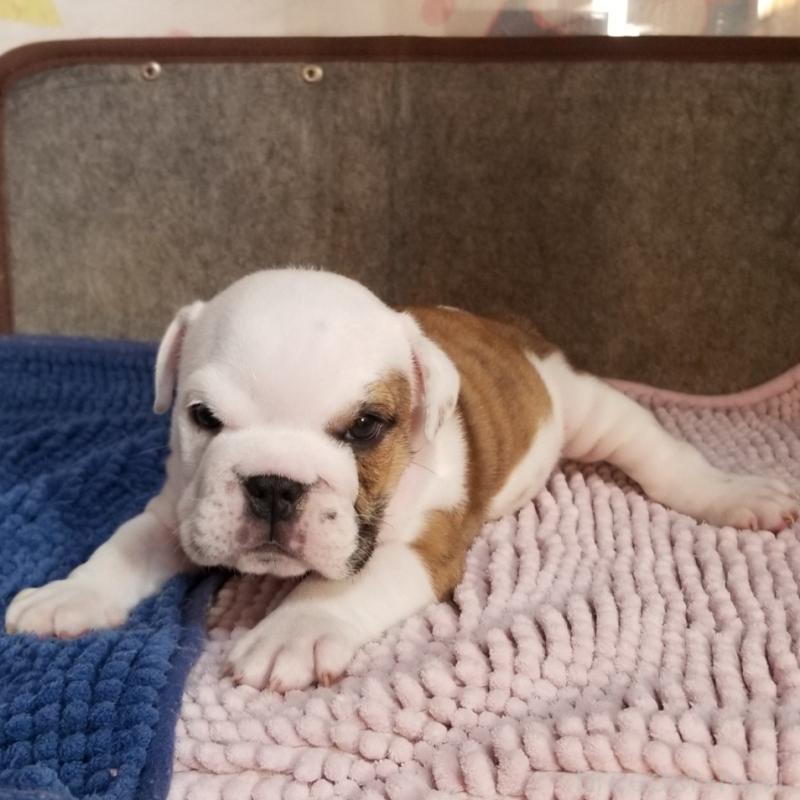 販売中の京都府のブルドッグ-427905の2枚目