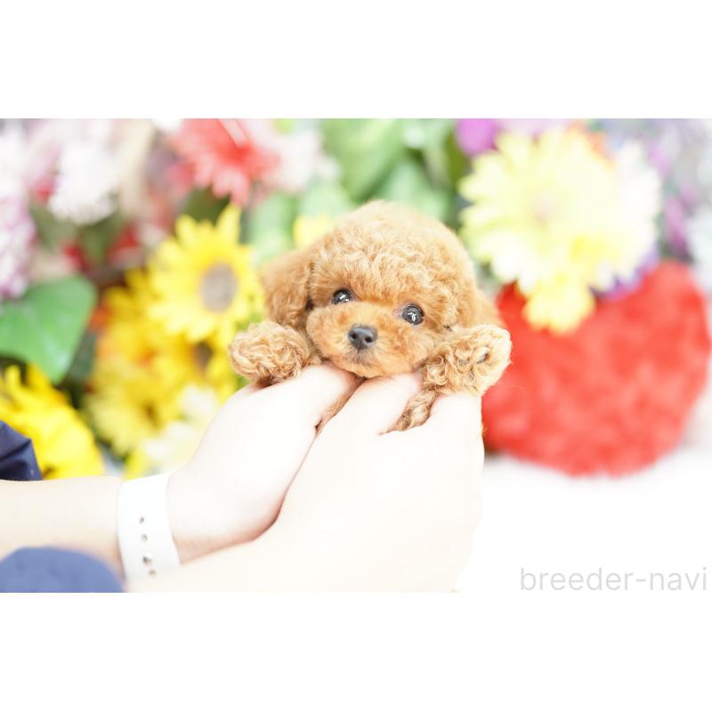 販売中の埼玉県のトイプードル-435975の4枚目