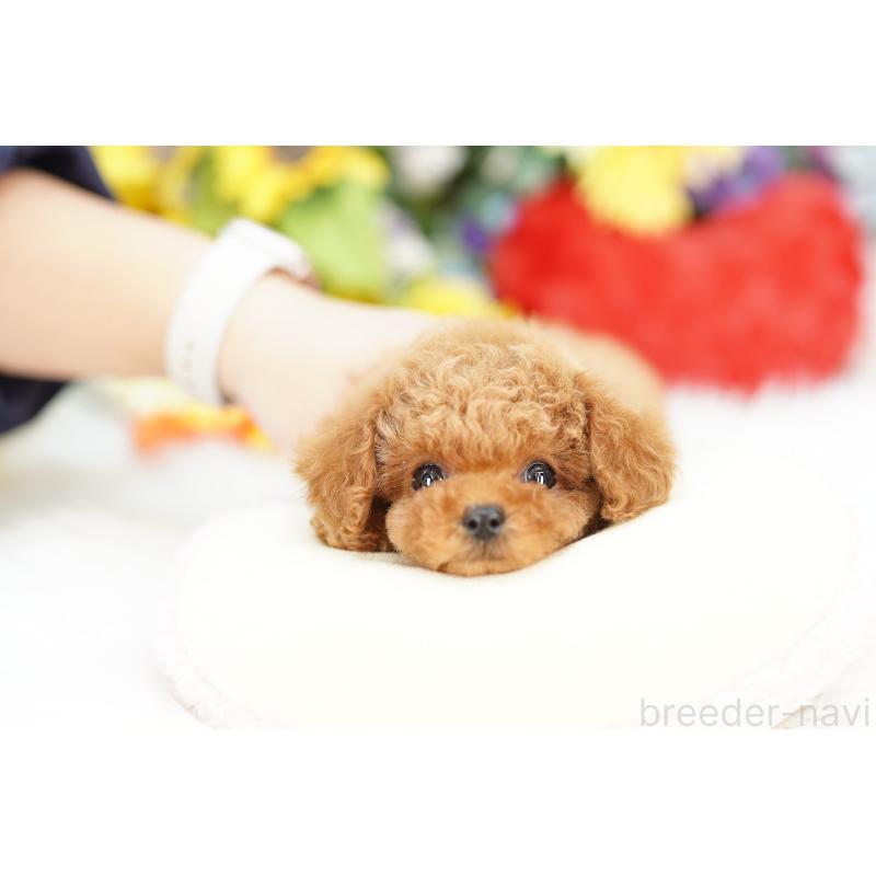 販売中の埼玉県のトイプードル-435975の3枚目