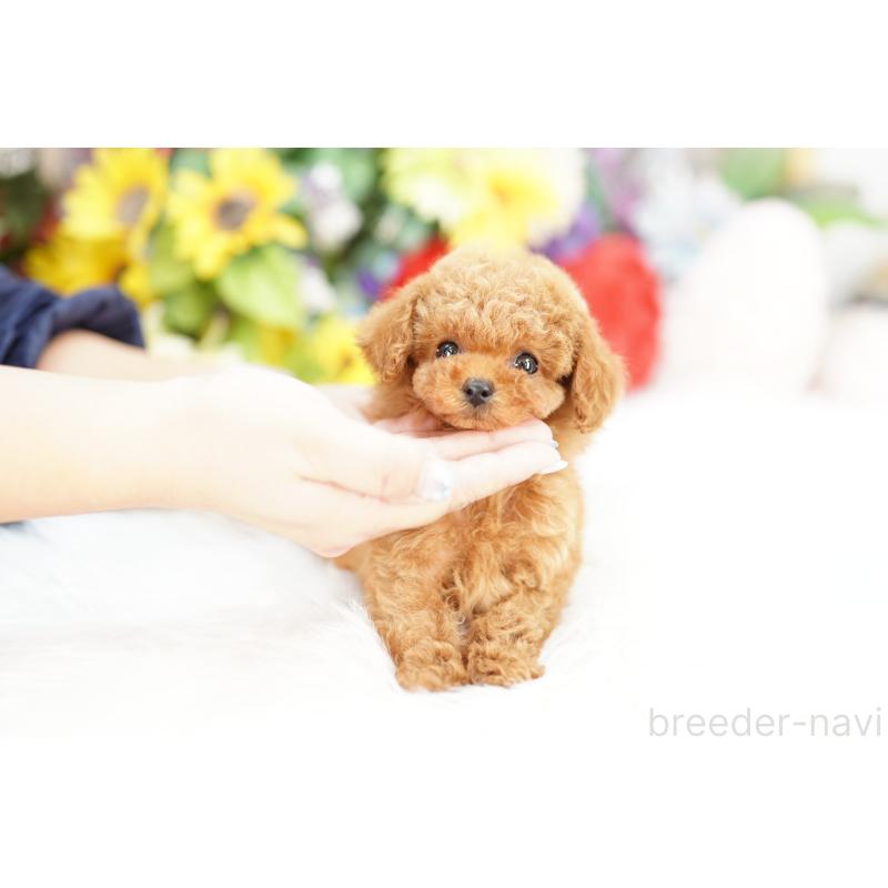 販売中の埼玉県のトイプードル-435975の2枚目