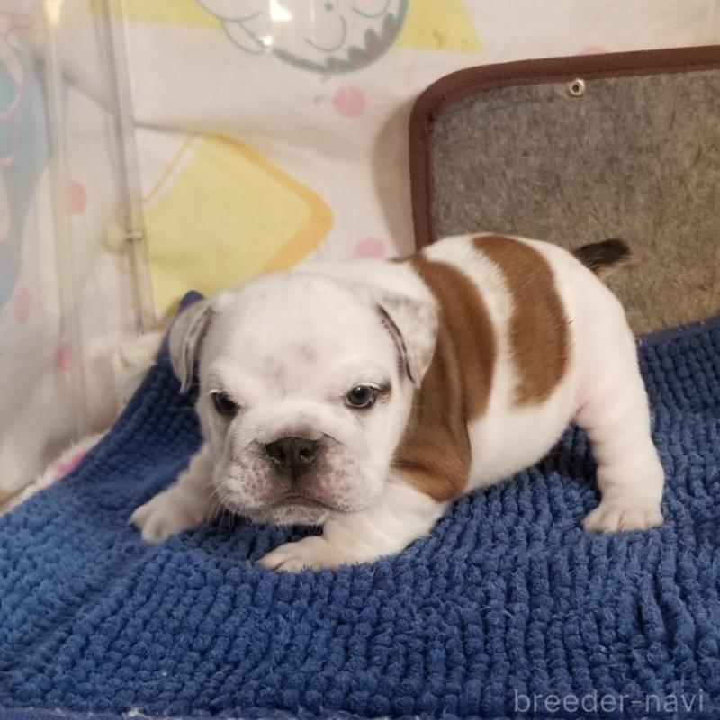 販売中の京都府のブルドッグ-427899の7枚目