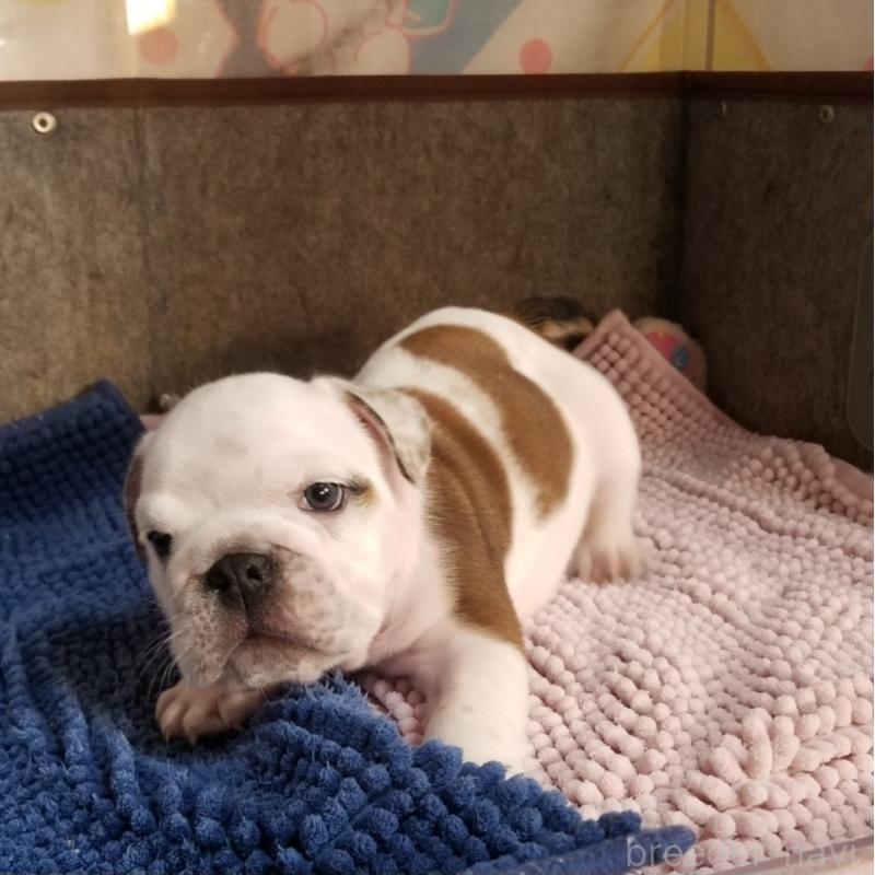 販売中の京都府のブルドッグ-427899の6枚目