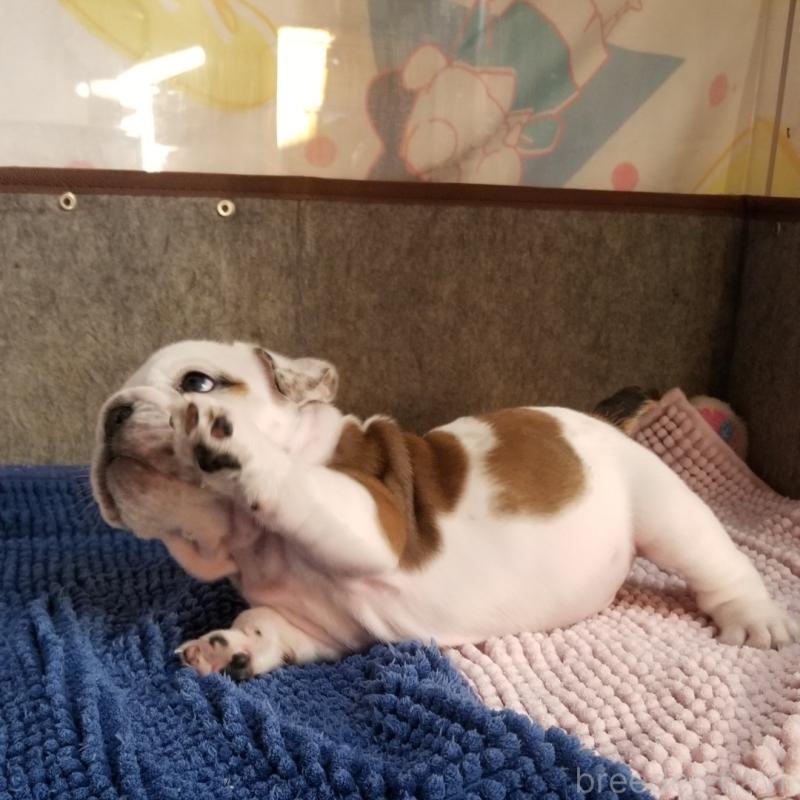 販売中の京都府のブルドッグ-427899の5枚目