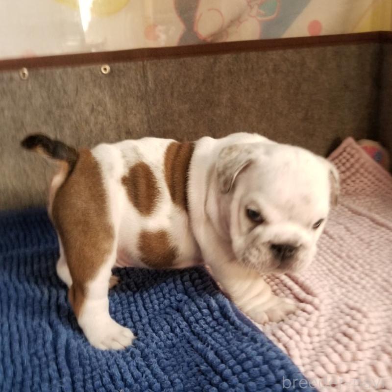 販売中の京都府のブルドッグ-427899の4枚目