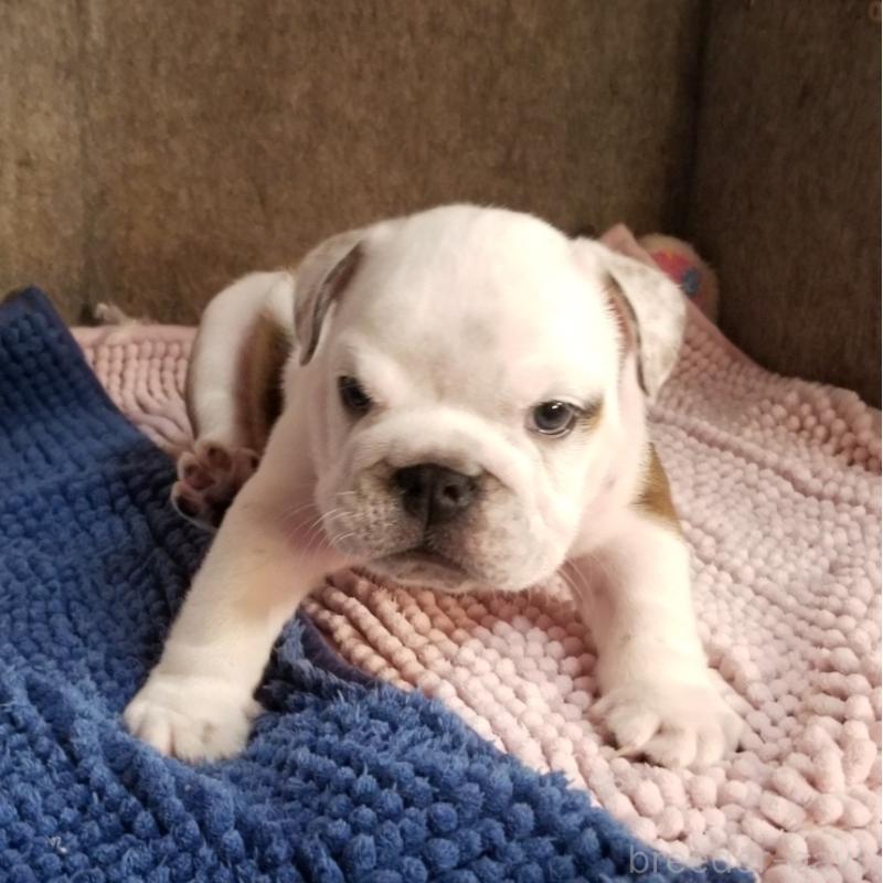 販売中の京都府のブルドッグ-427899の3枚目