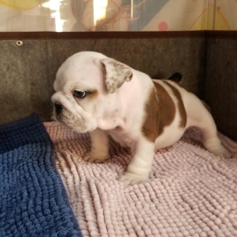 販売中の京都府のブルドッグ-427899の2枚目