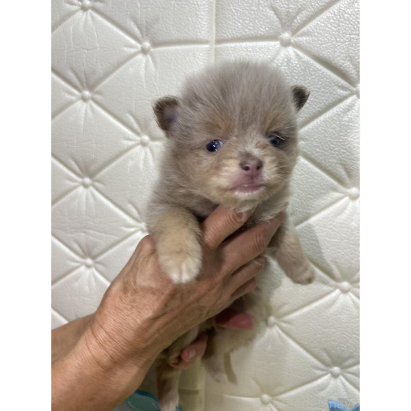 販売中の茨城県のポメラニアン-435987の5枚目