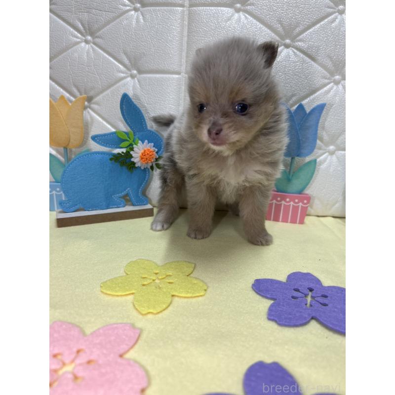 販売中の茨城県のポメラニアン-435987の4枚目