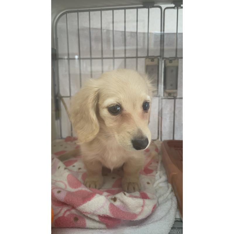 成約済の福岡県のカニンヘンダックスフンド(ロングヘアード)-394436の2枚目