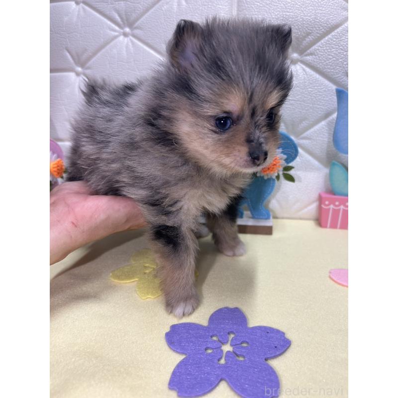 販売中の茨城県のポメラニアン-435992の7枚目