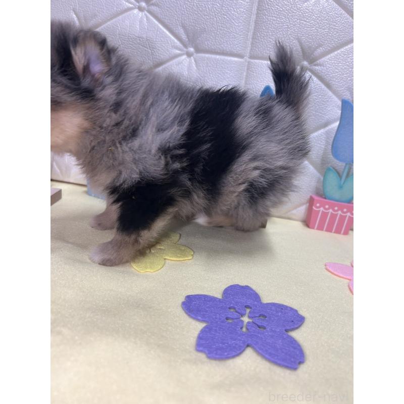 販売中の茨城県のポメラニアン-435992の6枚目