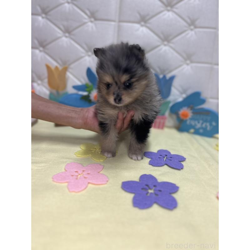 販売中の茨城県のポメラニアン-435992の5枚目