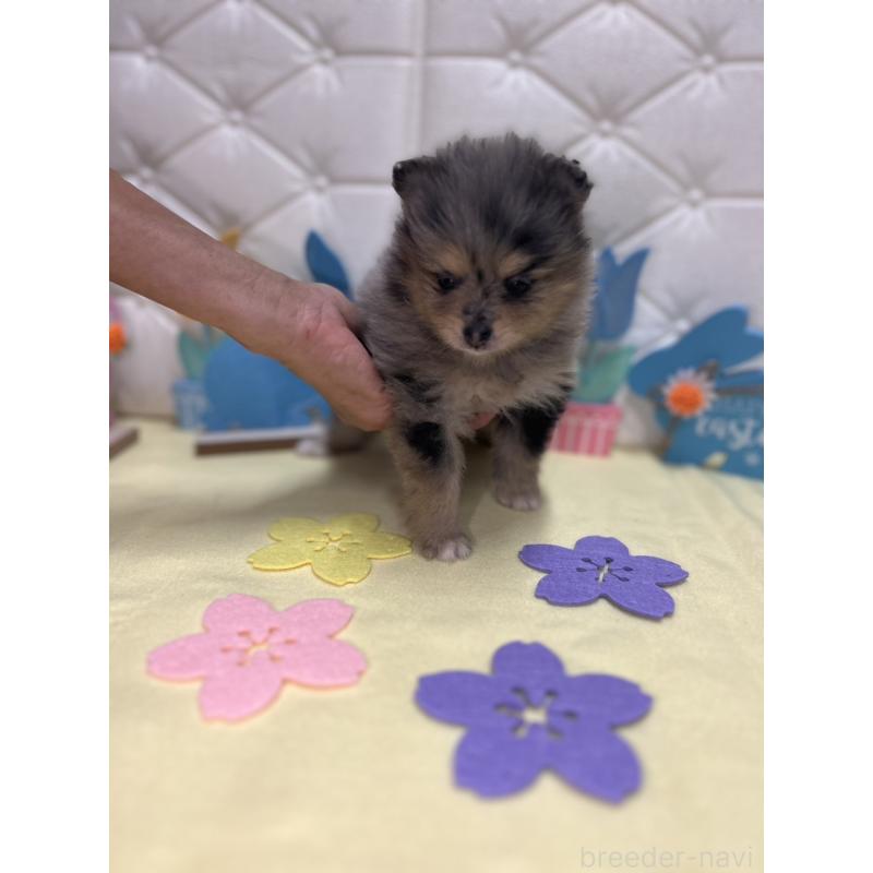 販売中の茨城県のポメラニアン-435992の4枚目