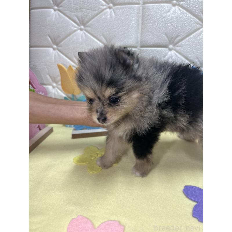 販売中の茨城県のポメラニアン-435992の3枚目