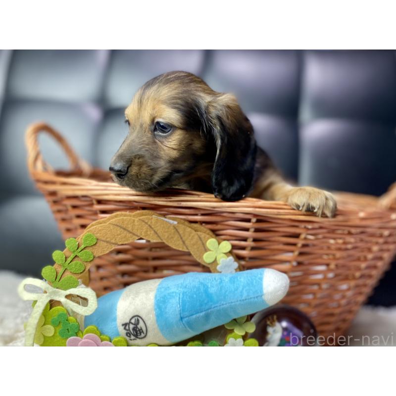 成約済の岐阜県のミニチュアダックスフンド(ロングヘアード)-429148の2枚目