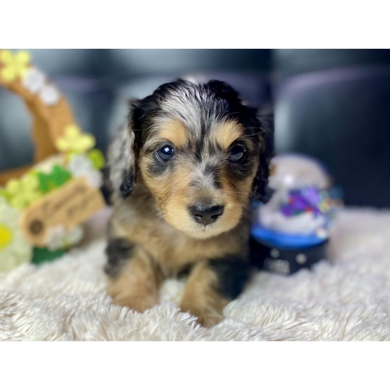 成約済の岐阜県のミニチュアダックスフンド(ロングヘアード)-432063の5枚目