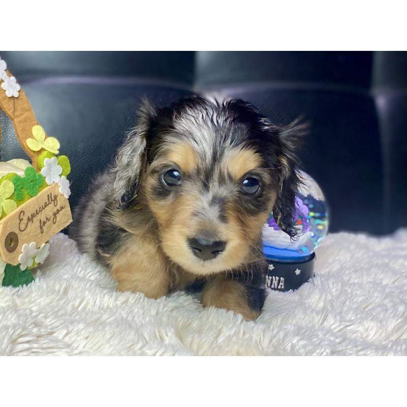 成約済の岐阜県のミニチュアダックスフンド(ロングヘアード)-432063の4枚目