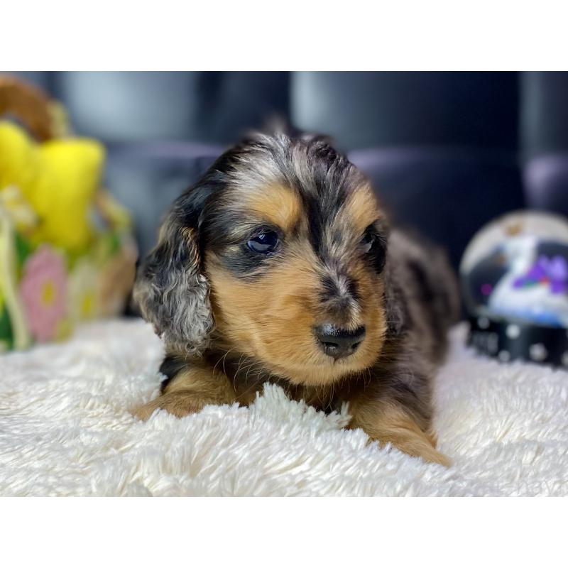 成約済の岐阜県のミニチュアダックスフンド(ロングヘアード)-432632の7枚目