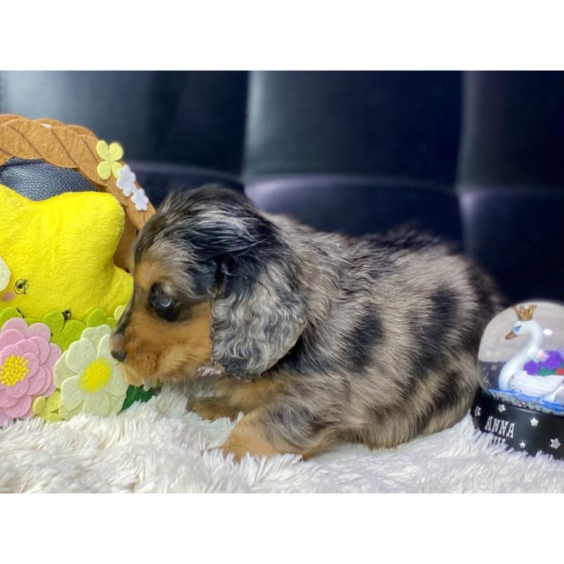 成約済の岐阜県のミニチュアダックスフンド(ロングヘアード)-432632の6枚目