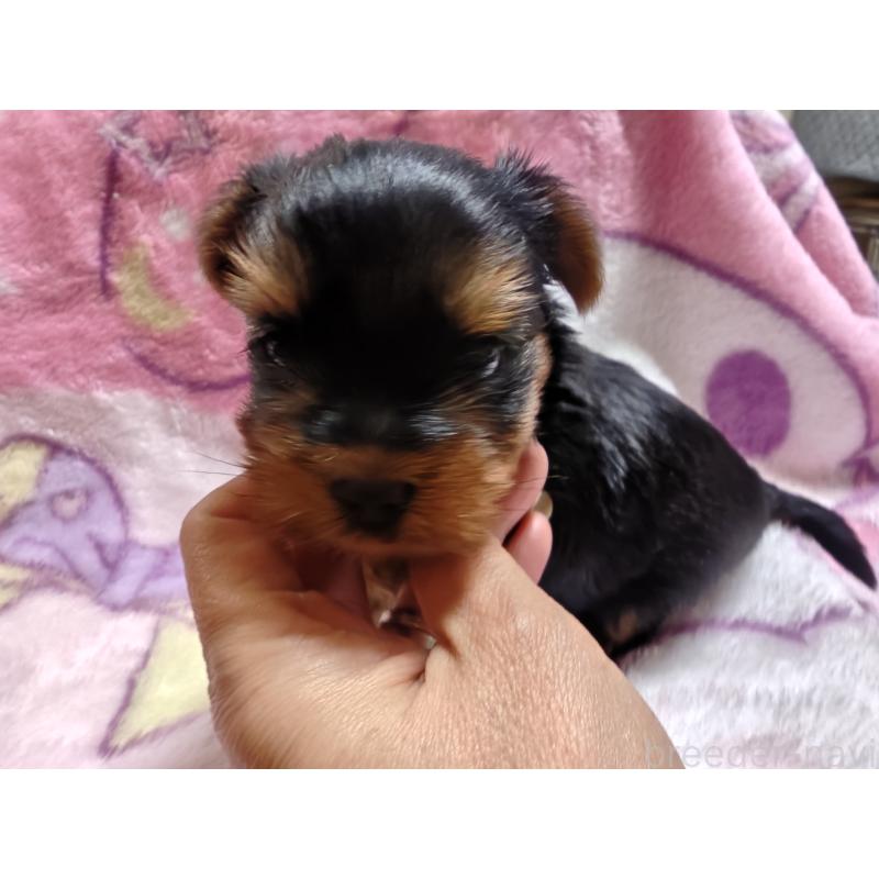 販売中の神奈川県のヨークシャーテリア-435978の4枚目