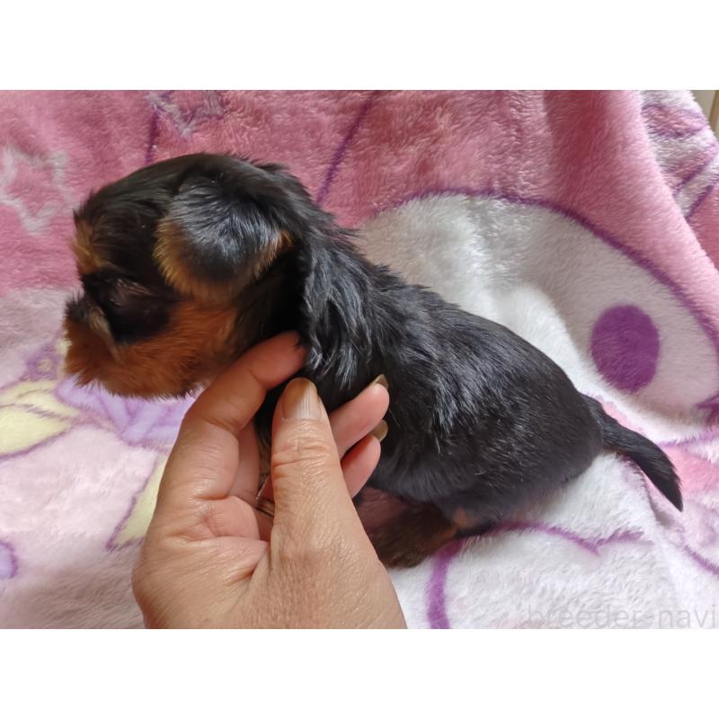 販売中の神奈川県のヨークシャーテリア-435978の3枚目