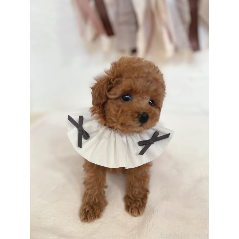 販売中の奈良県のティーカッププードル-435979の5枚目