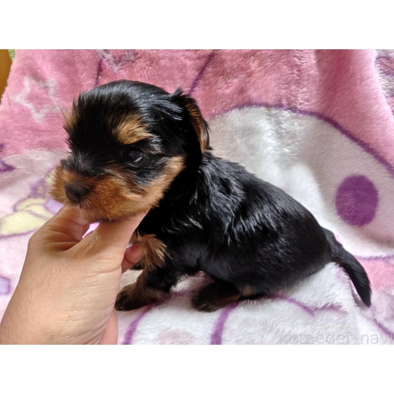 販売中の神奈川県のヨークシャーテリア-435978の2枚目