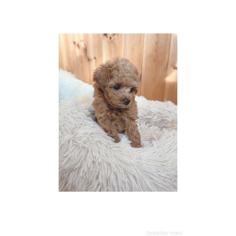 販売中の奈良県のティーカッププードル-435979の3枚目