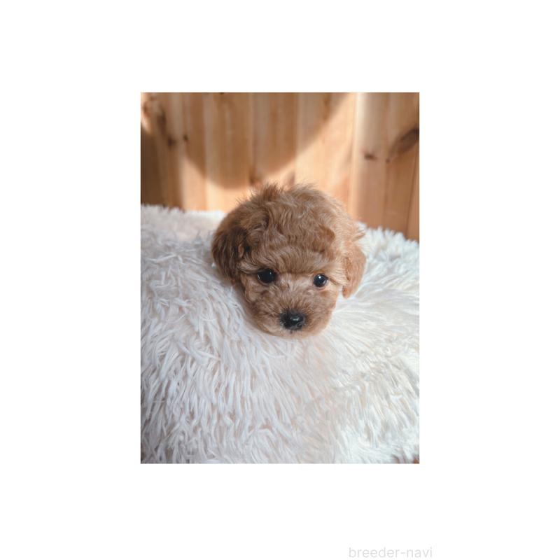 販売中の奈良県のティーカッププードル-435979の2枚目