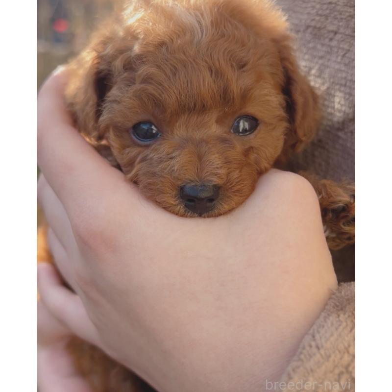 販売中の奈良県のティーカッププードル-435606の2枚目